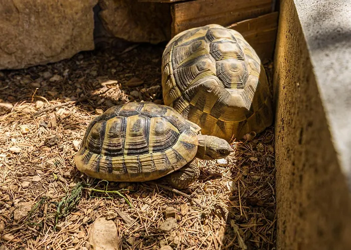 Center Amphitheater Daire Pula